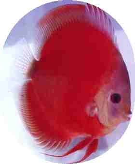 Siam Red Master (Silver Faced) Discus Fish - 3-3.5 inch